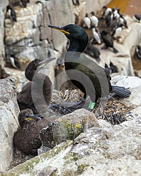 Shags. Youngsters and adult.