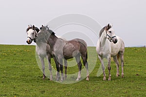 Shagya arab horses