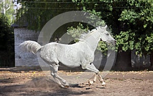 Shagya Arabian horse gallopiung