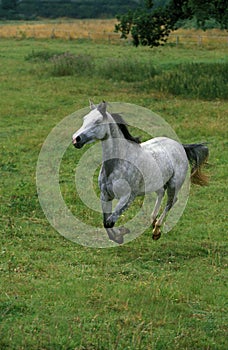 Shagya Horse, Adulte Galloping through Meadow photo
