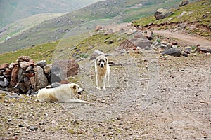 Shahsavan nomad sheep dogs in Mount Sabalan Volcano , Iran