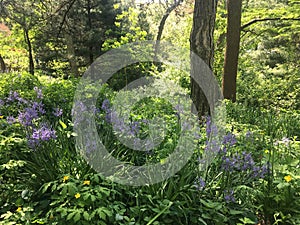 Shakespeare Garden in May at Central Park, Manhattan, New York, NY. photo