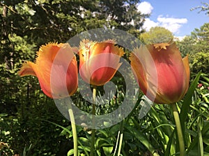 Shakespeare Garden in May at Central Park, Manhattan, New York, NY. photo