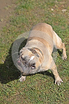 Shaking french bulldog