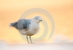 Shaking gull