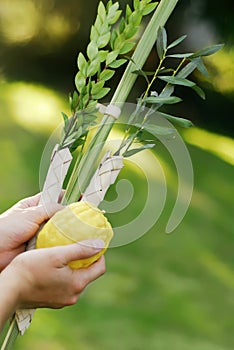 Shaking the Lulav photo