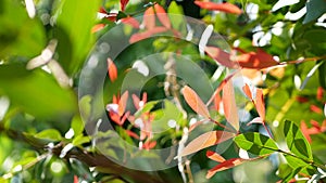 Shaking red and green leaves of Brush Cherries or Lillipillies, also known as Christina plant, Syzygium Campanulatum
