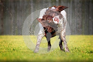 Shaking wet dog