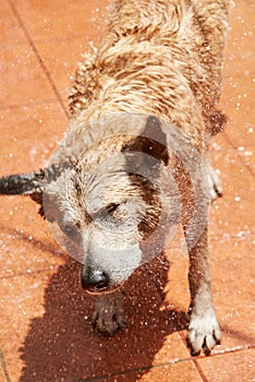 Shaking wet shepherd dog