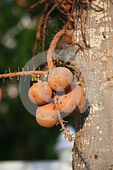 Shala fruit
