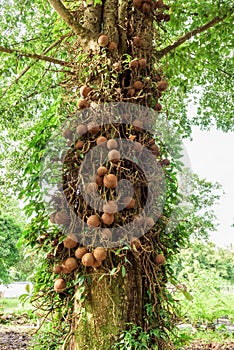Shala tree Shorea robusta