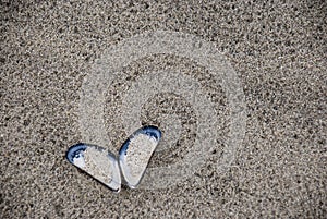 Shall with heart shape on beach photo