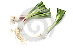 Shallot