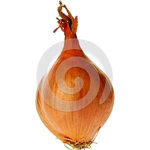 Shallot