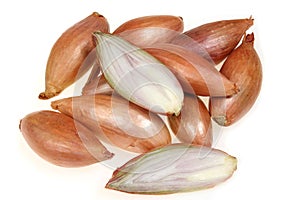 Shallot