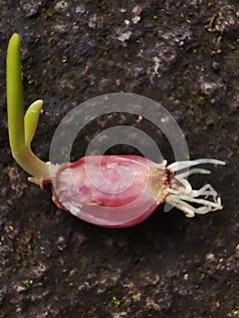 Shallot growing on the ground.