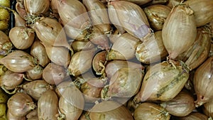 Shallot, Allium cepa aggregatum