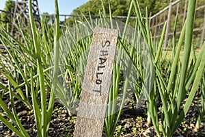 Shallot Bed in a Home Garden with Marker