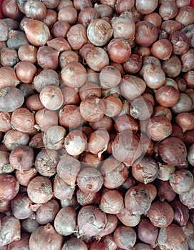 Shallot is an herb that is popularly used in the head. By creating separate head groups.
