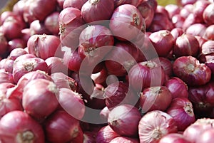 Shallot onion