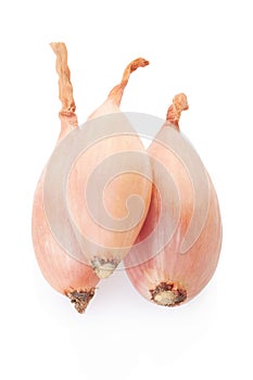 Shallot onions group