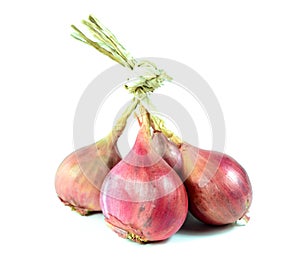 Shallot