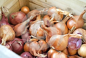 Shallots