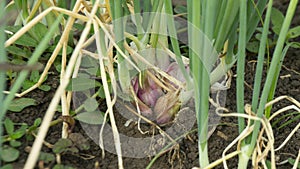 Shallots enter the harvest season, looking lush and weighty.