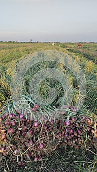 Shallots harvested from the main harvest in Demak, Central Java