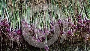 Shallots red onion Allium ascalonicum at vegetable garden farm