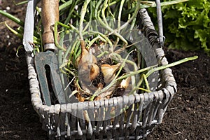 Shallots, Red Sun variety, freshly dug in a wicker trug basket with a garden fork.