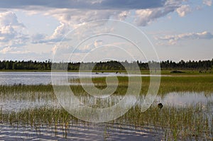 Shallow backwater on a northern lake