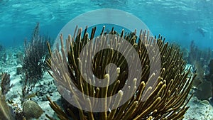 Shallow Caribbean Coral Reef