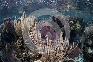 Shallow Caribbean Reef