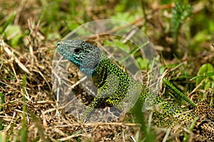 Shallow closeup of Iberian emerald lizard (Lacerta schreiberi) on the grass