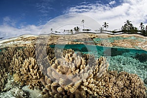 Shallow Coral Reef 3