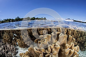 Shallow Coral Reef 4