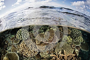 Shallow Coral Reef in Fiji