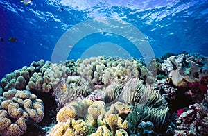 Shallow Coral reef Palau Micronesia