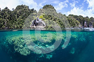 Shallow Coral Reef in Raja Ampat, Indonesia