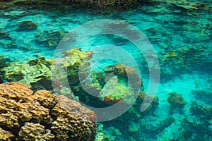 Shallow coral reef in turquoise transparent water, Indonesia