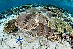 Shallow Corals in Wakatobi National Park