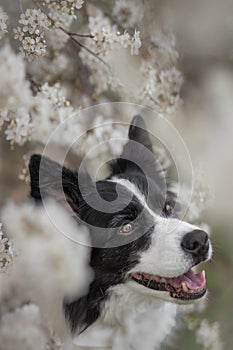 Shallow Depth of Field of Cute Smiling Pet Outside