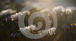 Shallow depth of field detail flowering groundcover