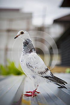 Shallow depth of field of homing speed racing pigeon standing on home loft roof
