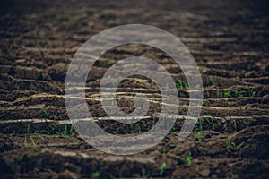 Shallow depth of field image of tilled soil at a farm