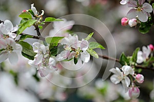 Shallow depth of field selective focus details with apple tree flowers during a sunny spring day