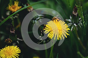 Shallow depth of field selective focus details with a bee on a dandelion flower Taraxacum during a sunny spring day