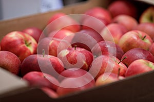 Shallow depth of field selective focus details with red apples in an european farmers market