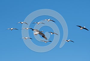 Shallow depth of field shot of flock of snow geese
